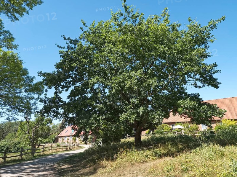 The Unity Oak, planted after the fall of the Berlin Wall, in the Schaalsee UNESCO Biosphere Reserve, Kampenwerder, Lassahn, Mecklenburg-Western Pomerania, Germany, Europe