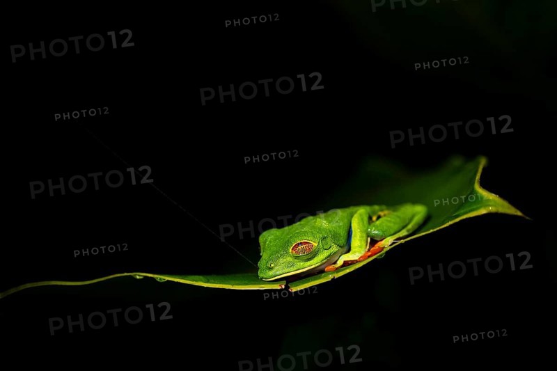 Red-eyed tree frog (Agalychnis callidryas) on a leaf, macro photograph, black background, Tortuguero National Park, Costa Rica, Central America