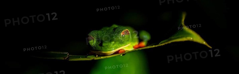 Red-eyed tree frog (Agalychnis callidryas) on a leaf, macro photograph, black background, Tortuguero National Park, Costa Rica, Central America