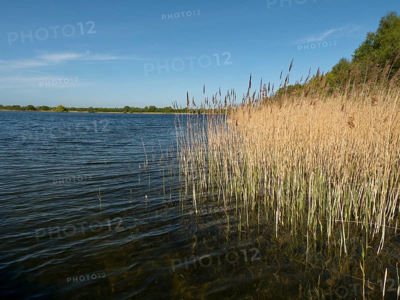 Reed bank at Mechower See in Northwest Mecklenburg in the Schaalsee UNESCO Biosphere Reserve, Mechower See, Schlagsdorf, Mecklenburg-Western Pomerania, Germany, Europe