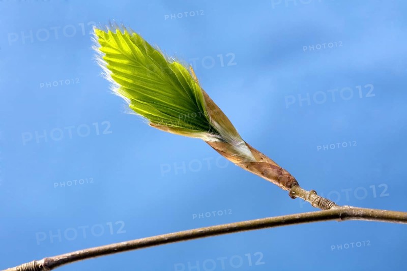 European beech (Fagus sylvatica) leaf emerging from bud, Belgium, Europe