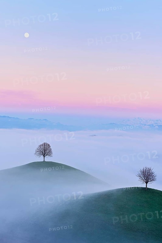 Linden trees (Tilia), in drumlin landscape in the fog, in the light of the blue hour and full moon, Hirzel, Canton Zurich, Switzerland, Europe