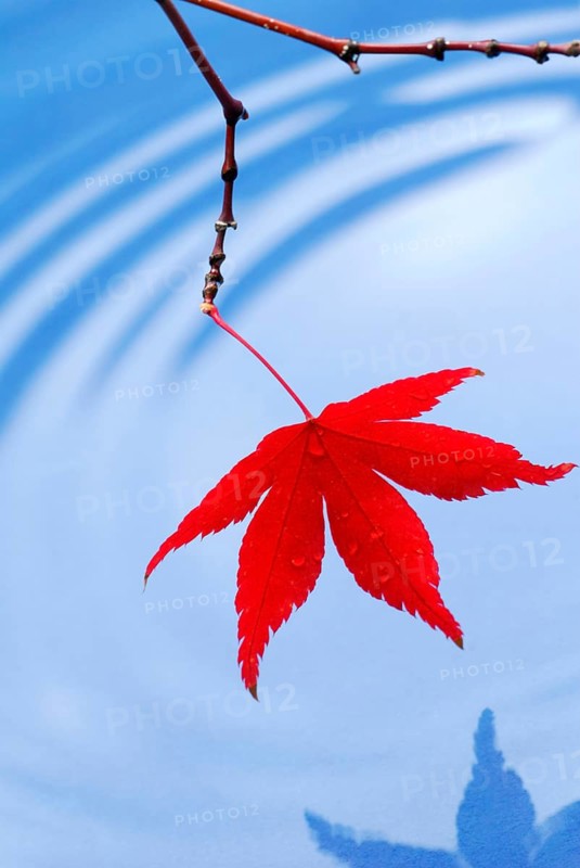 Leaf, Downy Japanese Maple (Acer japonicum) sycamore