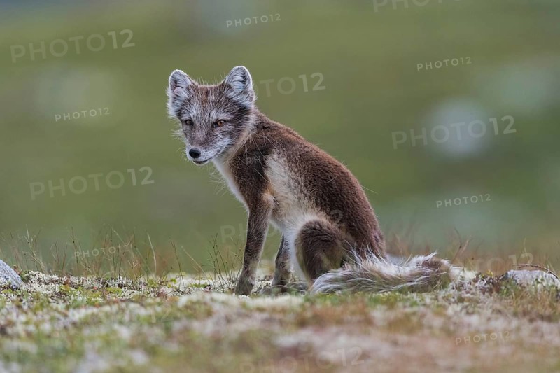 Arctic fox (Alopex lagopus), Varanger, Northern Norway, Norway, Europe