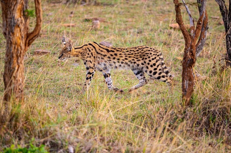 Serval (Leptailurus serval) Masai Mara Kenya