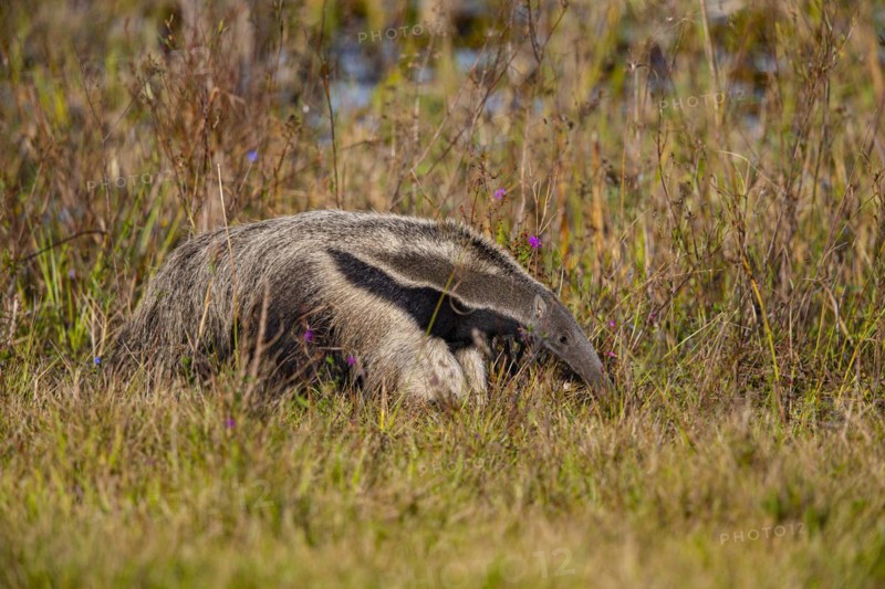 Giant anteater (Myrmecophaga tridactyla) Pantanal Brazil
