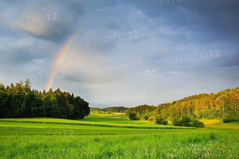 Evening thunderstorm atmosphere with rainbow over lush green mixed forest, in the Zurich Oberland, Zurich, Switzerland, Europe