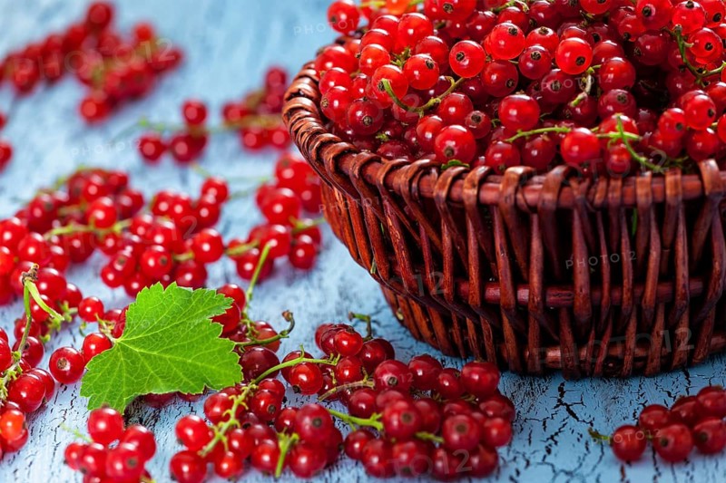 Redcurrant red currant berries in wicker bowl on kitchen table