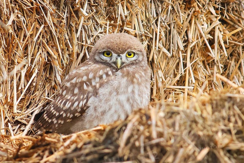 Little owl (Athene noctua) young bird sitting on a bale of straw, endangered bird species in Central Europe, view into the camera, wildlife, owl, HANSAG, Lake Neusiedl, Burgenland, Austria, Europe