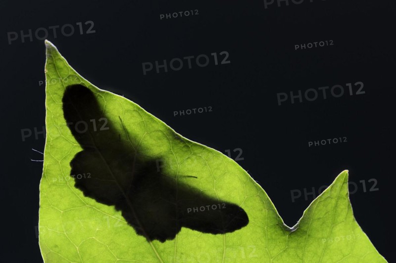 Ash-grey moth (Hypomecis punctinalis), male on a leaf in backlight, moth, North Rhine-Westphalia, Germany, Europe