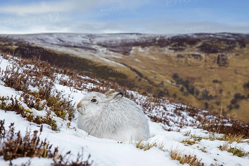 Mountain hare, alpine hare, snow hare (Lepus timidus) in white winter pelage resting in the hills in late winter, Cairngorms National Park, Scotland, United Kingdom, Europe