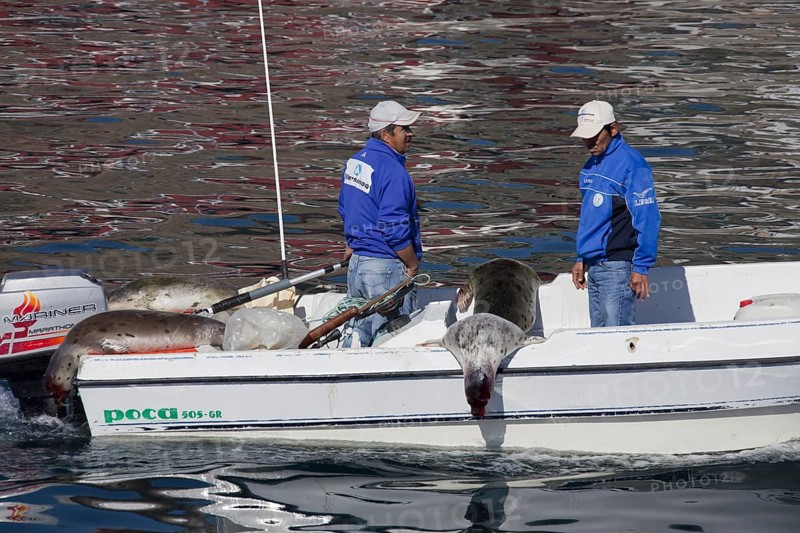 Shot Harp seals (Phoca groenlandica) in Inuit hunter's motorboat, Uummannaq, North-Greenland, Greenland, North America