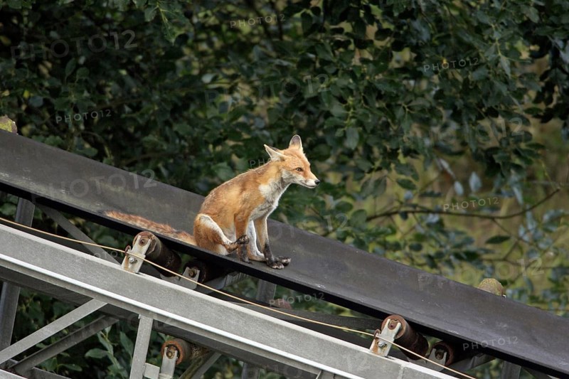 Red Fox (Vulpes vulpes) on band conveyor, Germany, skidding, Europe
