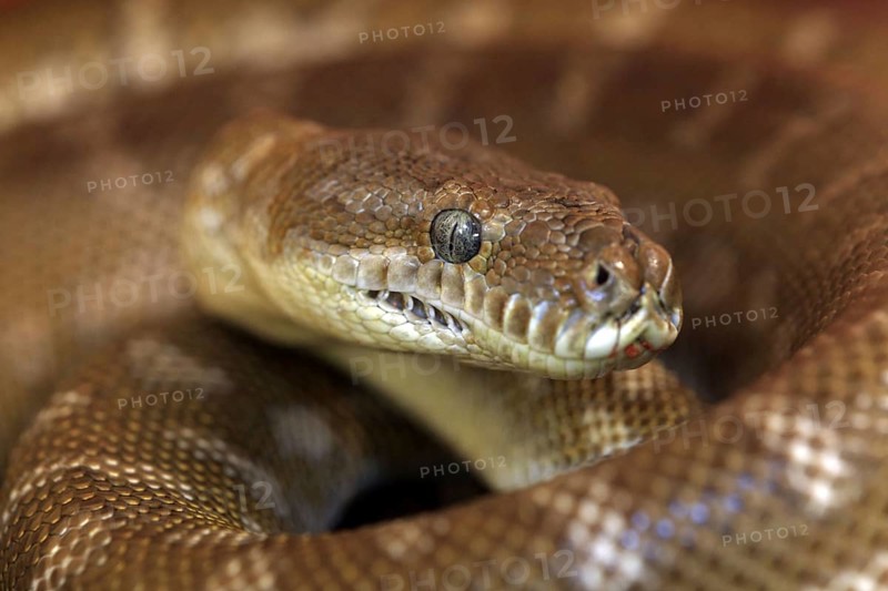 Central Carpet Python, Northern Territory, Australia (Morelia bredli)