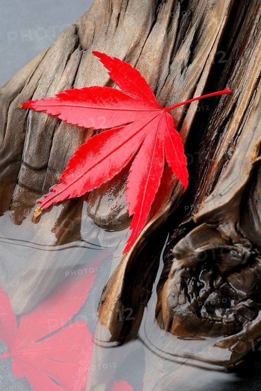 Downy Japanese Maple (Acer japonicum) , leaf on weathered wood