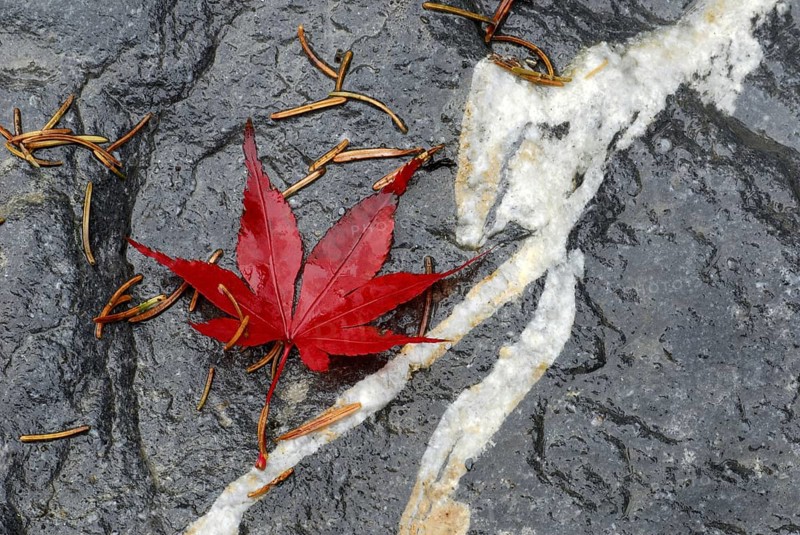 Japanese (Acer japonicum aconitifolium) maple, leaf on wet stone