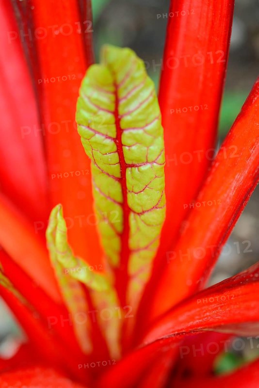 StemChard, variety Red Feurio (Beta vulgaris cicla var. flavescens) , Red