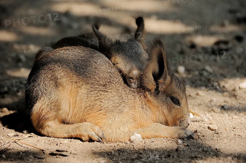 Patagonian mara (Dolichotis patagonum) or Greater Mara, juveniles, captive, occurrence in Argentina