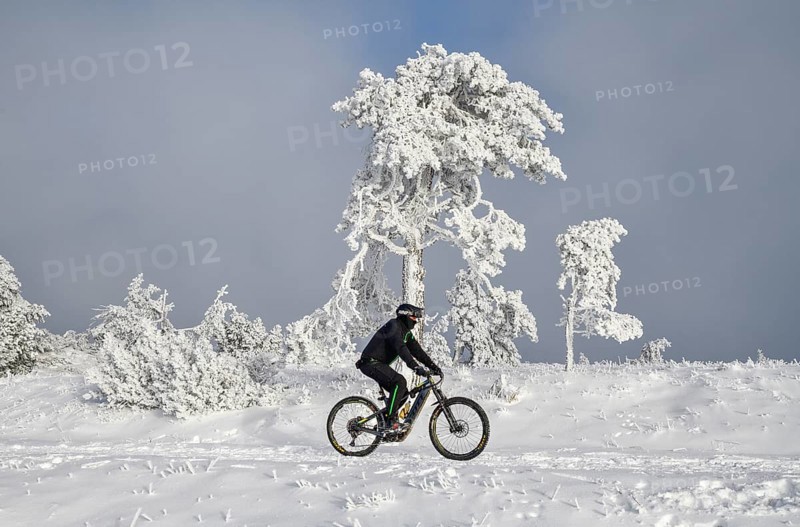 Mountain biker in front of snowy pine near the peak of Hornisgrinde 1164 m, snow, near Seebach, Ortenaukreis, Black Forest, Ortenaukreis, Baden-Württemberg, Germany, Europe