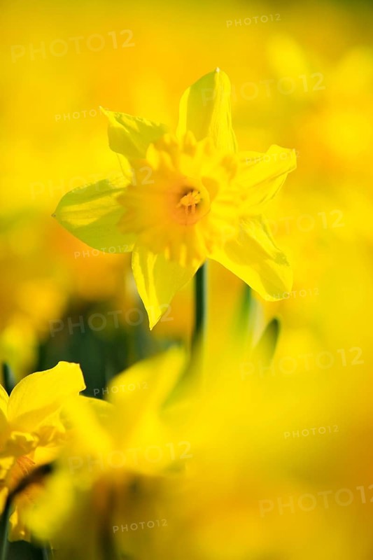 Wild daffodils ( Narcissus pseudonarcissus) , Switzerland, Europe