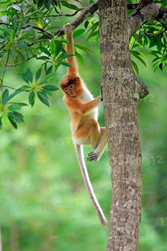 Coati, young, Labuk Bay, Sabah, proboscis monkey (Nasalis larvatus), Malaysia, Asia