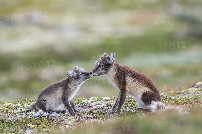 Arctic foxes (Vulpes lagopus), female with puppy sniffing, Varanger, Finnmark, Norway, Europe