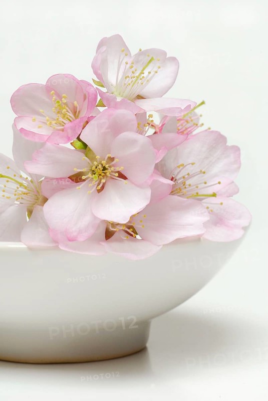 Japanese cherry (Prunus) flowers in bowl, ornamental