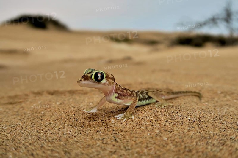 Namib gecko, namib sand gecko, web-footed gecko (Pachydactylus rangei), Namib Desert, Namibia, Africa