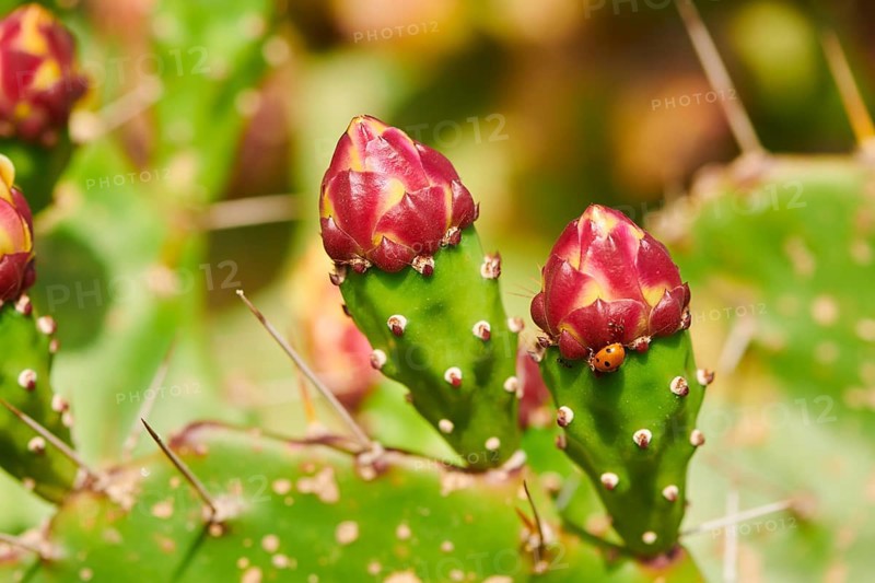 Indian fig opuntia (Opuntia ficus-indica) blossoms and fruits, ebro delta, Catalonia, Spain, Europe