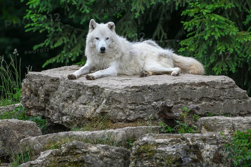 Arctic wolf (Canis lupus arctos), lying on rock, Parc Animalier de Sainte-Croix, Natural Park, near Rhodes, Moselle, Lorraine, France, Europe