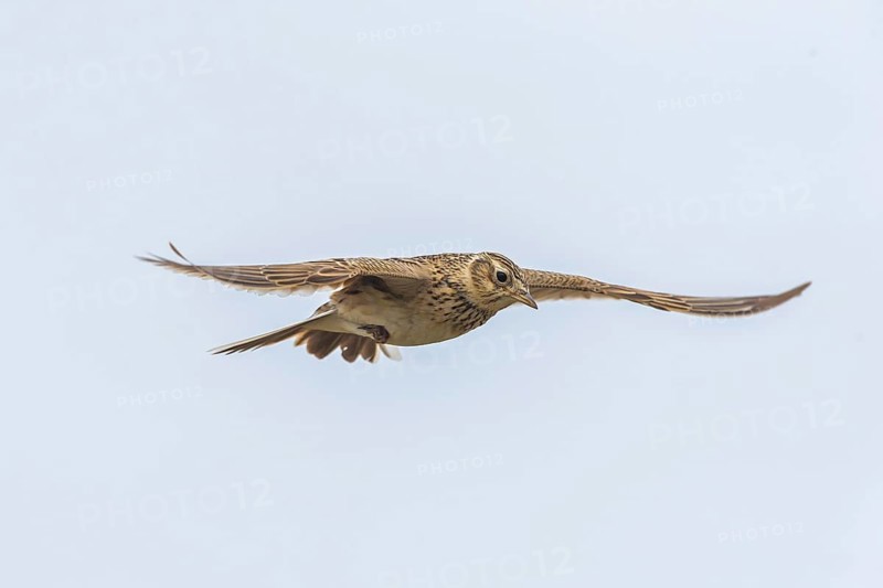 Eurasian Skylark (Alauda arvensis) in flight, Burgenland, Austria, Europe