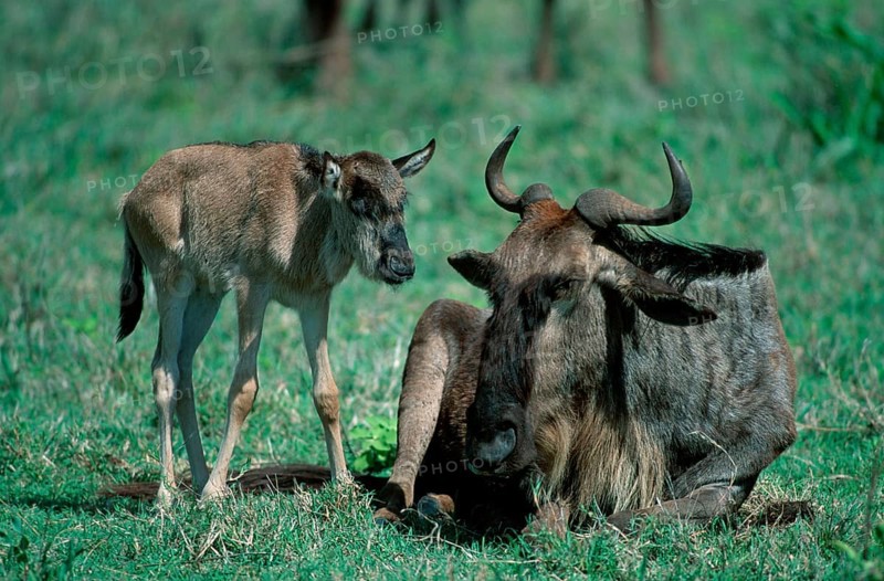 Blue Wildebeests, cow with calf, Serengeti National Park, Tanzania, eastern white-bearded wildebeest (Connochaetes taurinus albojubatus) Cow with calf, Serengeti National Park, Tanzania, Africa