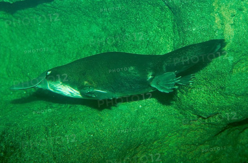 Duck-billed Platypus (Ornithorhynchus anatinus)