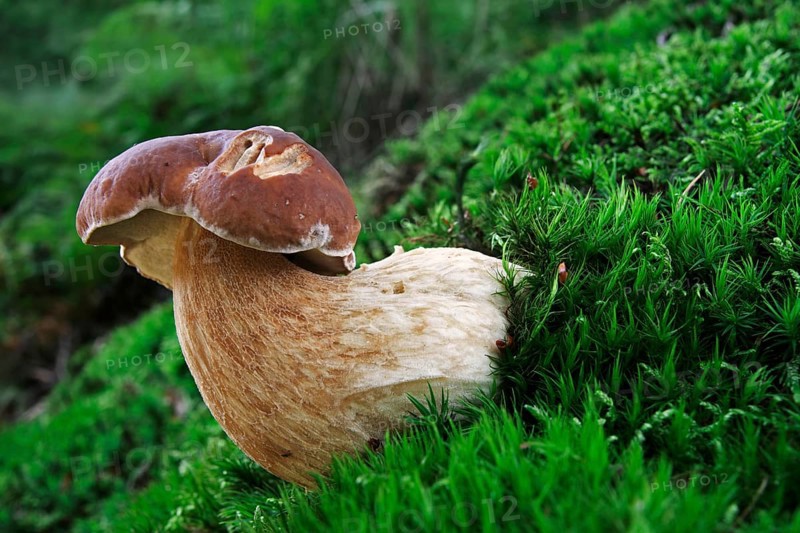 (Boletus edulis), Boletus, Cep bun, Cep mushroom, Boletus edulis, Boletus edulis, Cep bun, Cep bun