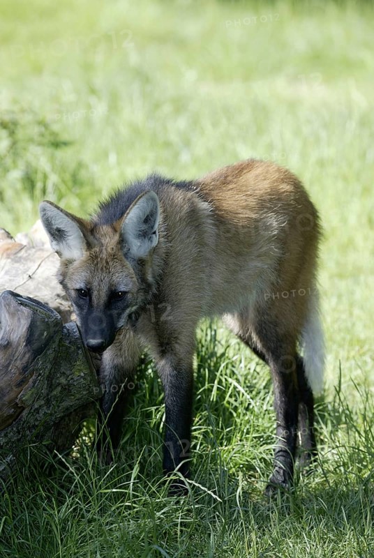 Maned Wolf (Chrysocyon brachyurus)