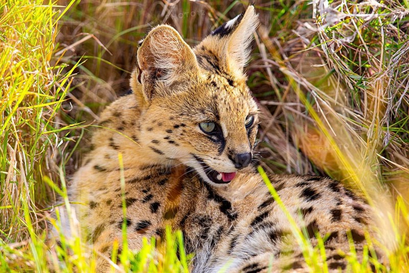 Serval (Leptailurus serval) Masai Mara Kenya