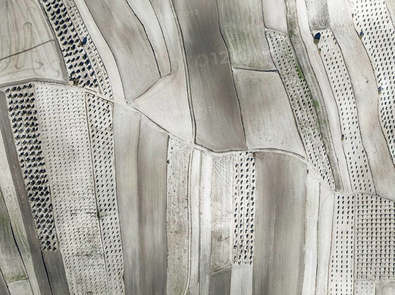 Farmland and cultivated olive trees (Olea europaea) . Aerial view. Drone shot. Granada province, Andalusia, Spain, Europe