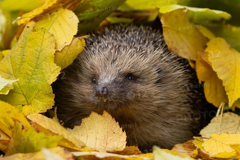 European hedgehog (Erinaceus europaeus) adult animal amongst fallen autumn leaves, Suffolk, England, United Kingdom, Europe