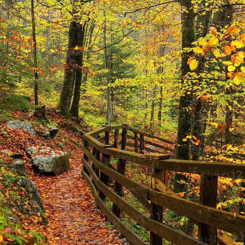 A hiking trail in the Lammerklamm gorge. Autumn, trees with colourful leaves. Scheffau, Lammertal, Salzburger Land, Upper Austria, Austria, Europe