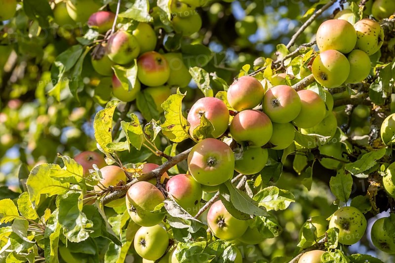 Orchard with apple tree near Herrenberg. The apple trees bear many fruits. Herrenberg, Baden-Württemberg, Germany, Europe