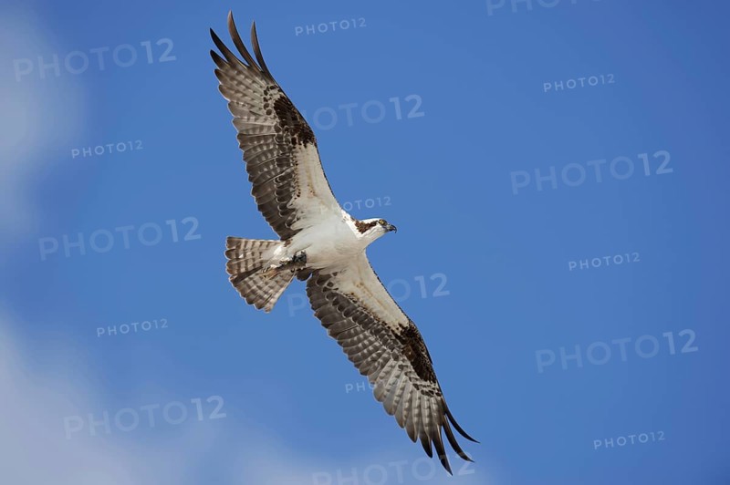 Western osprey (Pandion haliaetus) in flight, Everglades National Park, Florida, USA, North America