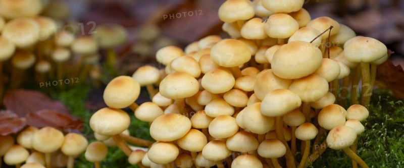 Green-leaved sulphur head (Hypholoma fasciculare), nature photograph, close-up, Schneeren, Neustadt am Rübenberge