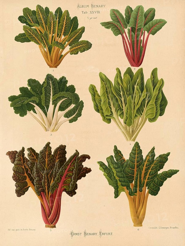 Vegetables, beetroot and chard, after Ernst Samuel Benary (10 November 1819, 19 February 1893), Hessian horticulturalist, Historical, digitally restored reproduction from a 19th century original, Record date not stated