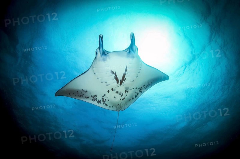 Giant ray (Manta) Plankton-eater harmless in backlight under sea surface above sun, Pacific Ocean