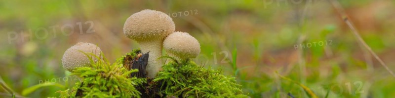 Bottle mushroom (Lycoperdon perlatum, syn. L. gemmatum), close-up, nature photograph, Neustadt am Rübenberge