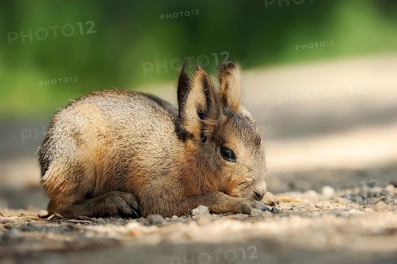 Patagonian mara (Dolichotis patagonum) or greater mara, juvenile, captive, occurrence in Argentina