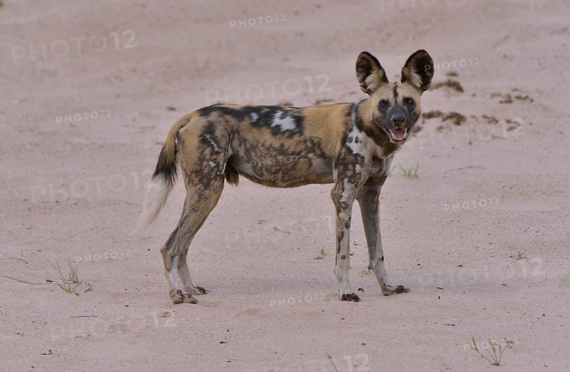 African Wild Dog (Lycaon pictus), South Luangwa National Park, Zambia, Africa