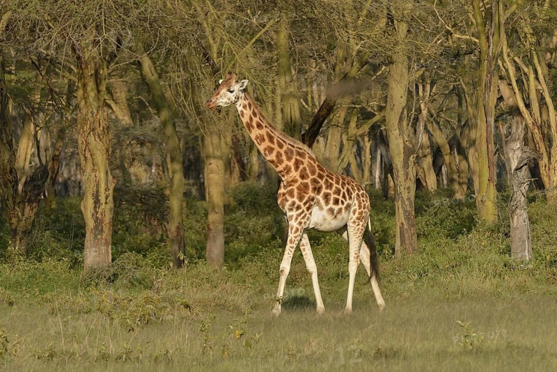 Rothschild Giraffe or Ugandan Giraffe (Giraffa camelopardalis rothschildi), Lake Nakuru National Park, near Nakuru, Rift Valley Province, Kenya, Africa