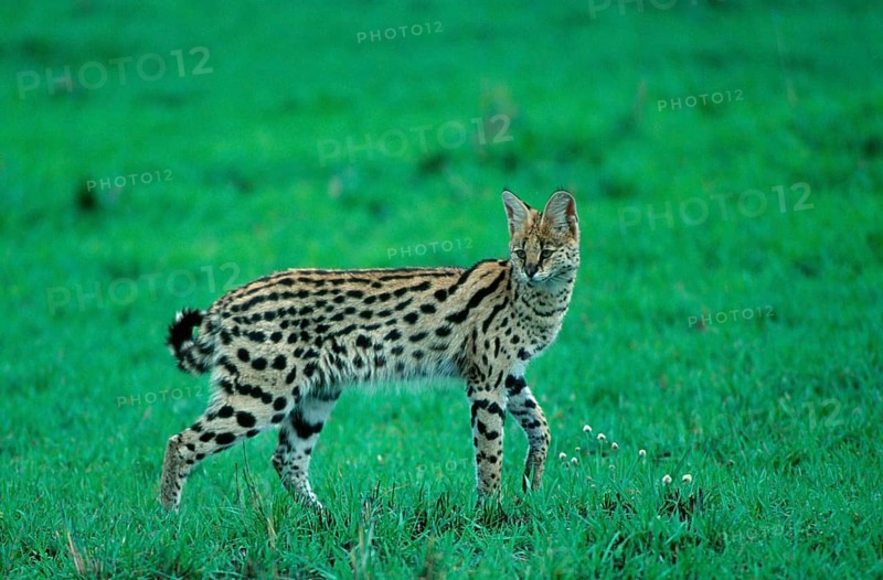 Serval (Felis serval) Serengeti National Park, Tanzania, Serengeti National Park, lateral, side, Africa