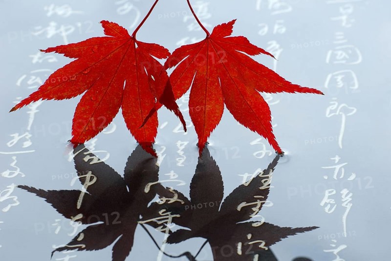 Japanese (Acer japonicum aconitifolium) maple, Japanese characters